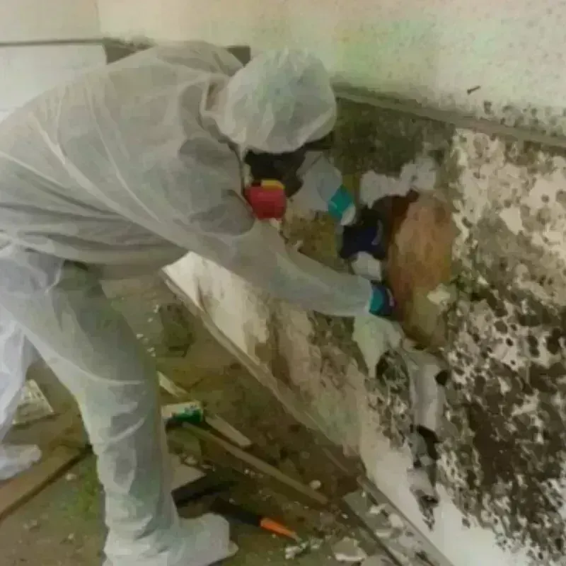 Mold Remediation and Removal in Greenup County, KY